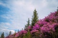 Beautiful view of pink rhododendron flowes blooming on mountain slope with green trees and blue cloudy sky. Beauty of nature Royalty Free Stock Photo