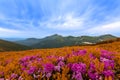 Beautiful view of pink rhododendron rue flowers blooming on mountain slope with foggy hills with green grass and Carpathian mount Royalty Free Stock Photo