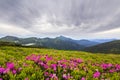 Beautiful view of pink rhododendron rue flowers blooming on mountain slope with foggy hills with green grass and Carpathian mount Royalty Free Stock Photo