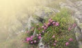 Beautiful view of pink rhododendron rue flowers blooming on mountain slope with foggy hills with green grass. Beauty of Royalty Free Stock Photo