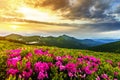 Beautiful view of pink rhododendron rue flowers blooming on mountain slope with foggy hills with green grass and Carpathian Royalty Free Stock Photo