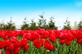 Beautiful view of pink tulips under sunlight