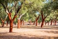 Cork oak trees in Portugal Royalty Free Stock Photo