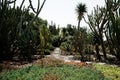 Beautiful view of plantations and flowers in Madeira Botanical Garden, Portugal