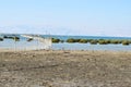 A beautiful view of the plants that grow on the water. Mangrove forest, Qeshm Island, Iran Royalty Free Stock Photo