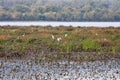 Beautiful view of plants in the Mississippi River with grassland around in Minnesota