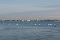 Beautiful view of the black sea and swans searching for food Royalty Free Stock Photo