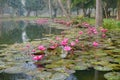 Beautiful view of a pond filled with leaves of Nymphaea , aquatic plants, commonly known as water lilies. Indian winter image. Royalty Free Stock Photo