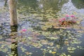 Beautiful view of a pond filled with leaves of Nymphaea , aquatic plants, commonly known as water lilies. Indian winter image. Royalty Free Stock Photo