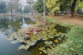 Beautiful view of a pond filled with leaves of Nymphaea , aquatic plants, commonly known as water lilies. Indian winter image. Royalty Free Stock Photo