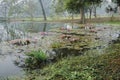 Beautiful view of a pond filled with leaves of Nymphaea , aquatic plants, commonly known as water lilies. Indian winter image. Royalty Free Stock Photo