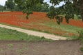 Field of poppys. Red flowers carpet