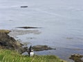 Beautiful view of a puffin standing on a rock, located on the Isle of Staffa in Scotland