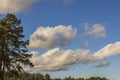 Beautiful view of puffy white clouds in blue sky over tops of green forest trees. Royalty Free Stock Photo