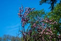 Beautiful view of purple Eastern redbuds under a clear blue sky