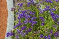 Beautiful view of purple Limonium Sinuatum flowers. Colorful nature backgrounds. Royalty Free Stock Photo