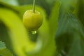 Beautiful view of raindrop on green cherry fruit