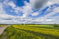 Beautiful view of rapeseed fields against background of blue sky with white clouds. Royalty Free Stock Photo