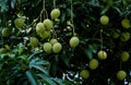 A beautiful view of raw mangoes in tree . Royalty Free Stock Photo