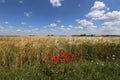 Beautiful view of red poppies on the edge of a wheat field Royalty Free Stock Photo