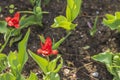 Beautiful view of red tulip flowers after rain with water drops. Royalty Free Stock Photo