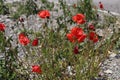 Beautiful view of the red wild poppies in Saint Etienne de Tinee, France Royalty Free Stock Photo