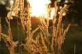 Beautiful view of reed grass growing in meadow at sunset Royalty Free Stock Photo