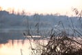 Beautiful view of reed plants near river Royalty Free Stock Photo