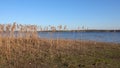 Beautiful view of the reeds on the lake