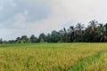 Beautiful view of rice field ripe rice seed Royalty Free Stock Photo