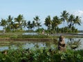 Beautiful view of rice fields full of water and overgrown with palm trees.