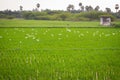 Beautiful view of rice fields with a group of swans