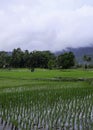Beautiful view of rice fields and mountains in West Sumatera Royalty Free Stock Photo