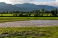 Beautiful view of rice fields in the swat valley after monsoon rain in the summer season Royalty Free Stock Photo