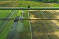 Beautiful view of rice seedlings in the field Royalty Free Stock Photo