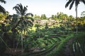 Beautiful view of rice terraces Tegalalang at morning time. Bali island, Indonesia. Royalty Free Stock Photo