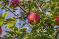 Beautiful view of ripe red apples on apple tree on autumn day Royalty Free Stock Photo