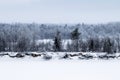 Beautiful view of the river bank with forest against the foggy horizon. Fallen broken trees. Royalty Free Stock Photo