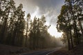 Beautiful view of a road surrounded by tall trees under the sun and clouds in the blue sky Royalty Free Stock Photo