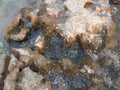 Beautiful view of rocks and seashells underwater in sandstone depressions.