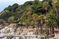 Beautiful view of a rocky beach resort with palm trees on a sunny day Royalty Free Stock Photo