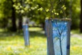 Beautiful view of row of young green saplings trees with blue pl Royalty Free Stock Photo