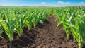 beautiful view of Rows of young corn plants on a fertile field with dark soil Royalty Free Stock Photo