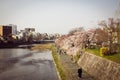 Beautiful view of the sakura trees growing near the river in Kyoto, Japan