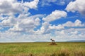 Serengeti National Park, Tanzania, Africa Royalty Free Stock Photo