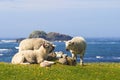 Beautiful view of the sea and resting sheep on flowering meadow Royalty Free Stock Photo
