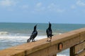 Seabirds on the beach on ocean background Royalty Free Stock Photo