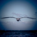 Beautiful view of a seagull in flight against the blue sky Royalty Free Stock Photo