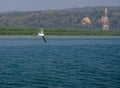 A beautiful view of seagull in flight on the naf river bank. Royalty Free Stock Photo
