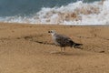 Beautiful view of a seagull on a sandy beach Royalty Free Stock Photo